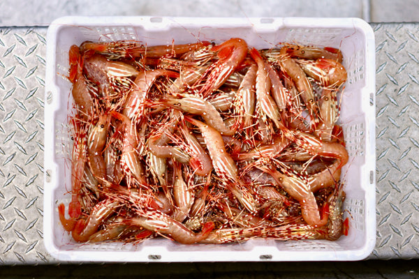 Live Spot Prawns - Pre-Order
